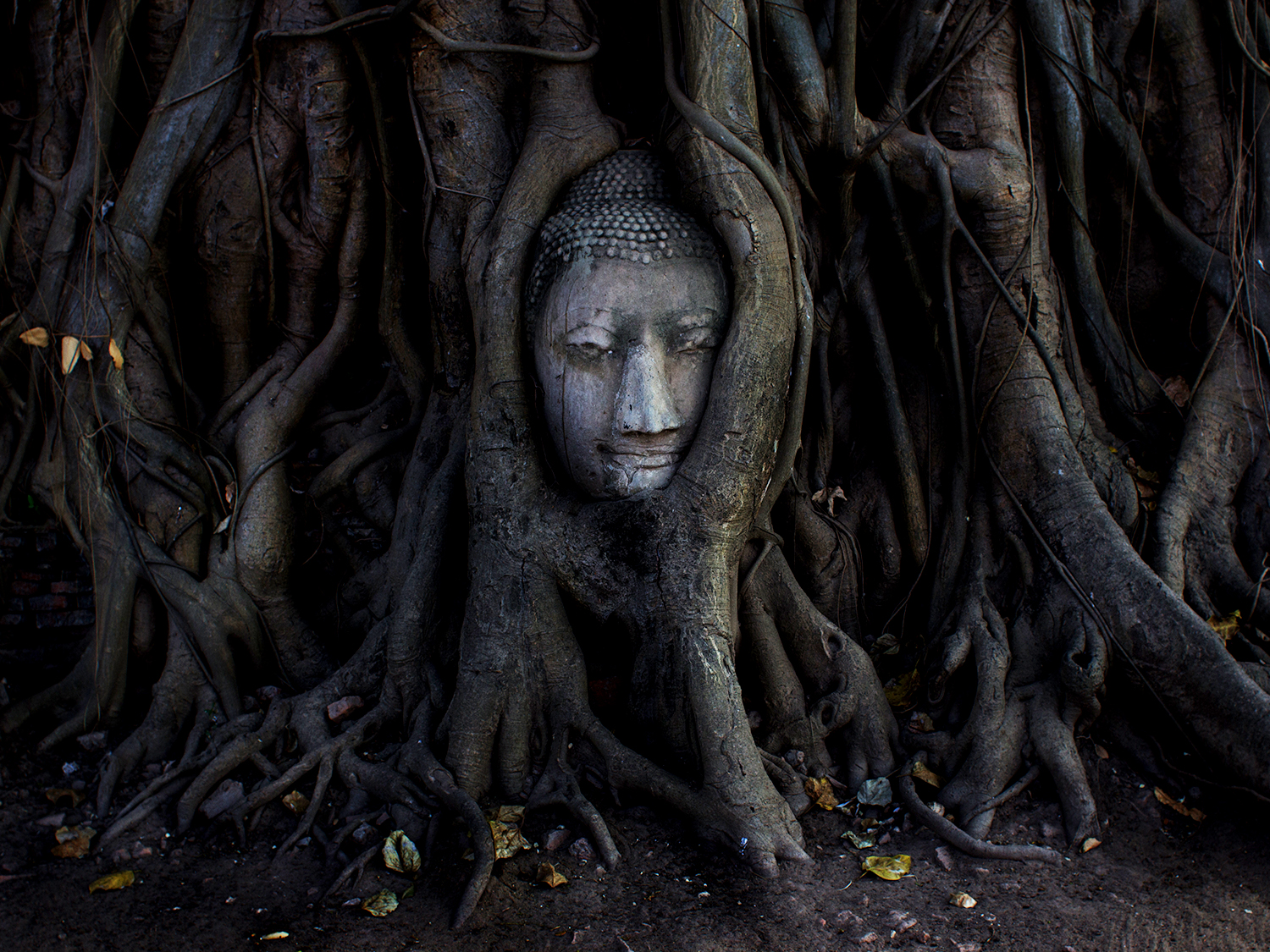A buddha head overgrown by tree roots in Ayutthaya, Thailand.