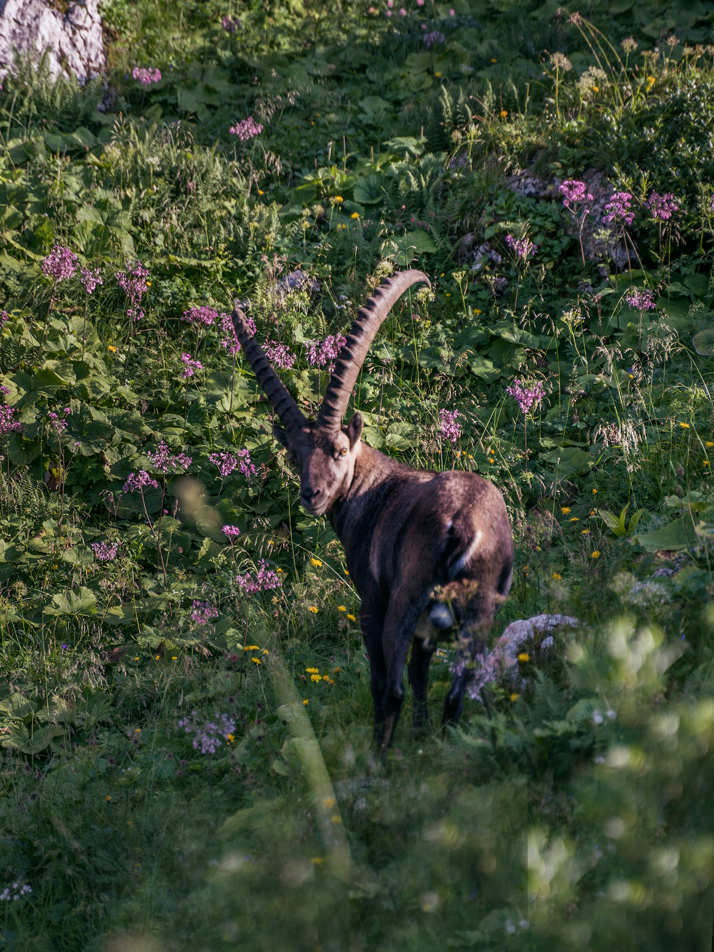 A mountain ibex surrounded by purple flowers.