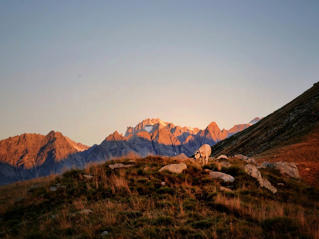 A cow at sunrise in the Gran Paradiso national park.