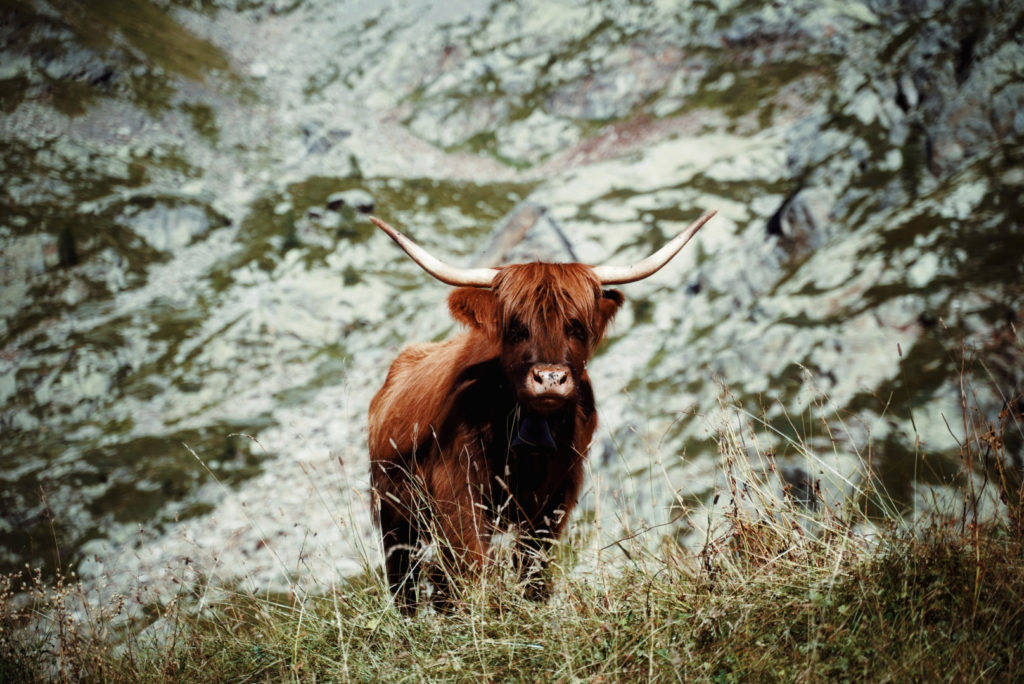 Highland cows in the alps