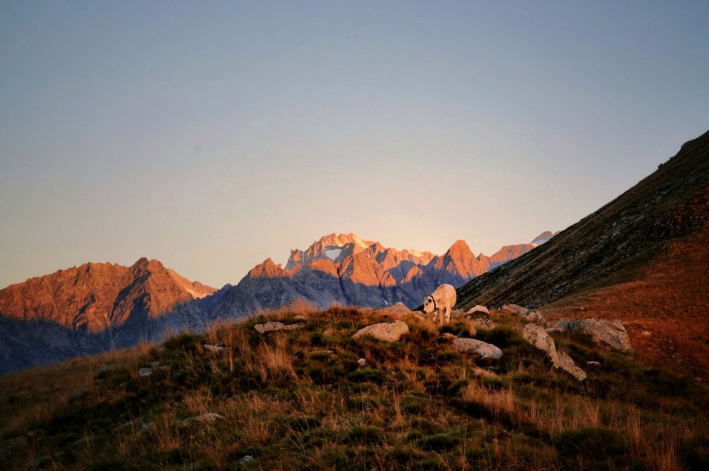 A cow grazing at sunset in the Gran Paradiso national park.