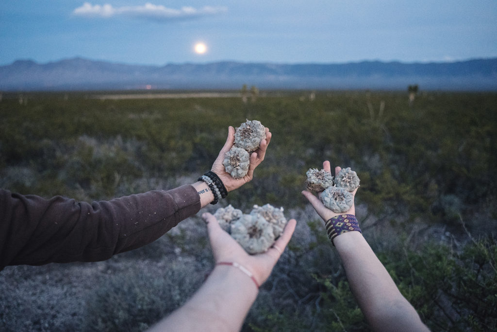 Collecting sacred plants for a Peyote ceremony in Mexico - three hands holding Peyote cacti under the rising moon.