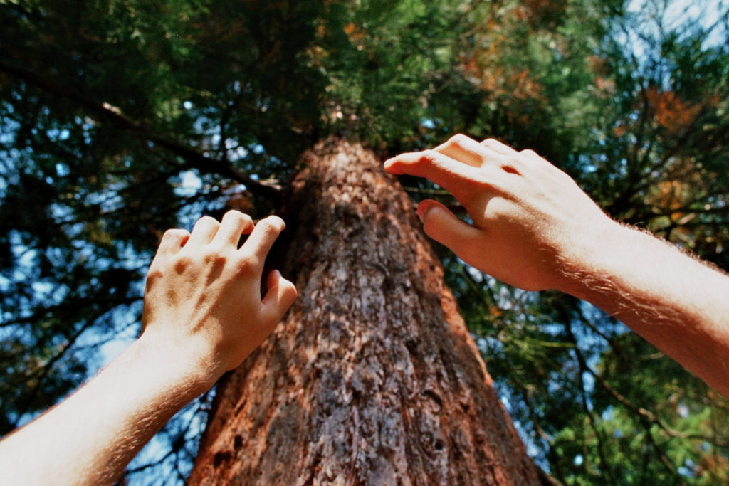 Two hands reaching up towards a tree.