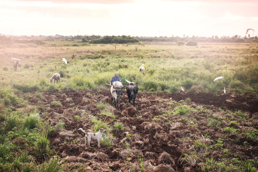 A cuban farmer preparing the land with oxen.