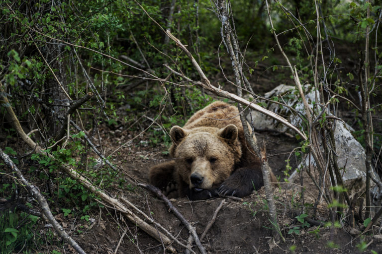 Where the Wild Bears Roam | Croatia & Bosnia