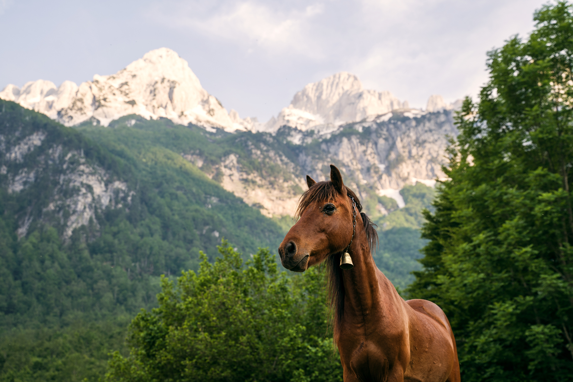 A horse in Valbona Valley, Albania.