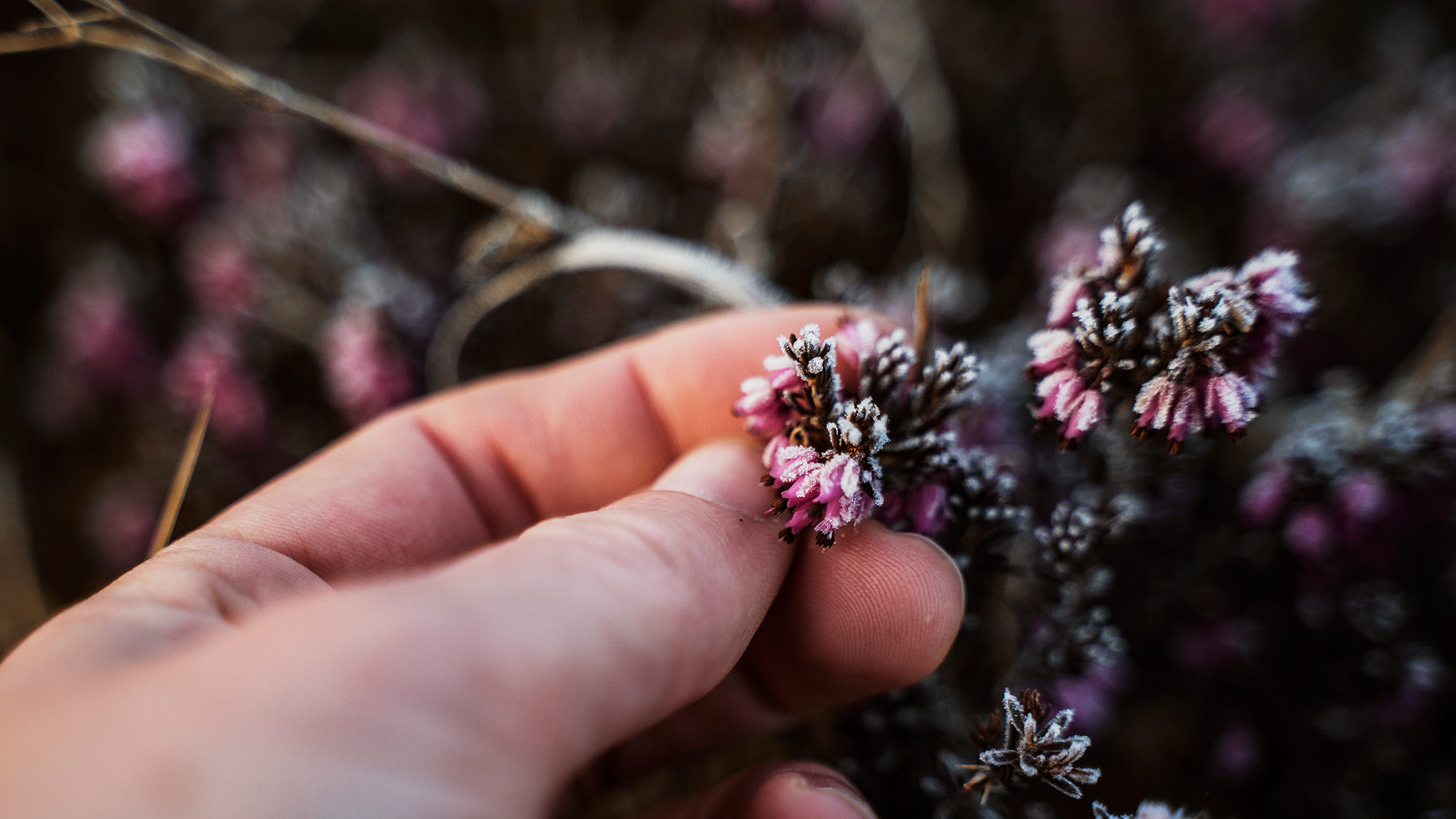 A hand touching frozen heather blossom, mindfully present in nature.