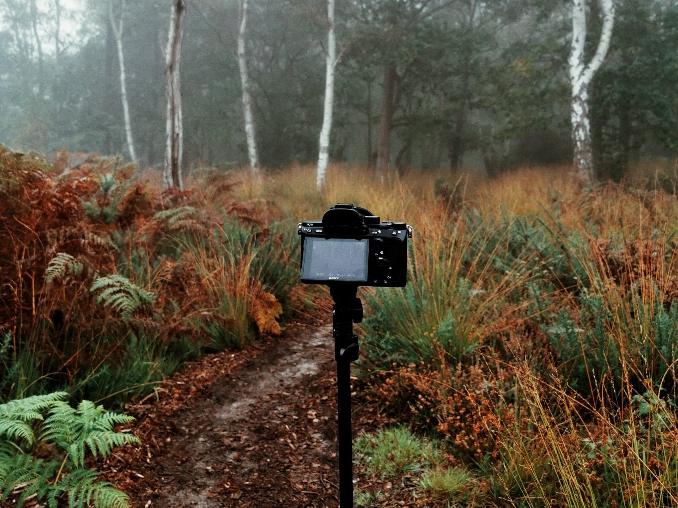 A self portrait is usually set up by placing the camera on a tripod.